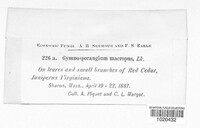Gymnosporangium juniperi-virginianae image